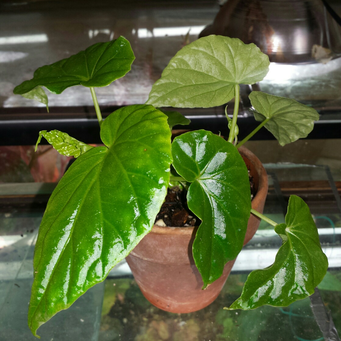 B. salaziensis